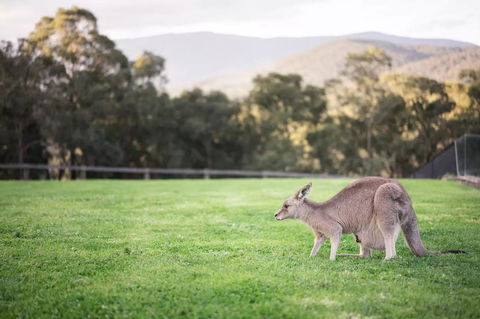 Kangaroo Manor - Click Find 29