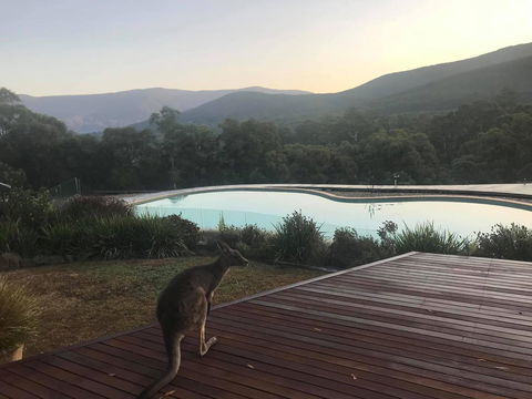 Kangaroo Manor - Click Find 8