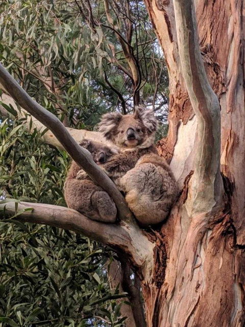 Kangaroo Manor - Click Find 9