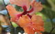 Amaroo On Mandalay - thumb 34