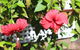 Amaroo On Mandalay - thumb 35