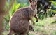 Amaroo On Mandalay - thumb 26