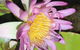 Amaroo On Mandalay - thumb 41