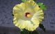 Amaroo On Mandalay - thumb 43