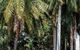 Oaks Resort Port Douglas - thumb 40