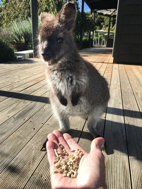 Parnella Adventure Bay, Bruny Island - Click Find 17
