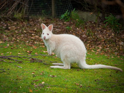 Parnella Adventure Bay, Bruny Island - Click Find 20