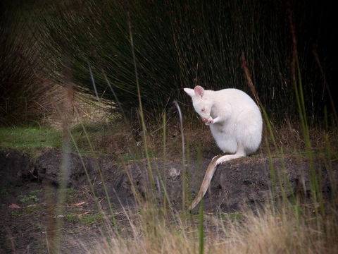 Parnella Adventure Bay, Bruny Island - Click Find 18