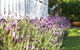BIRCHES B&B - thumb 3