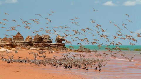 Broome Bird Observatory - Bet 4u 1