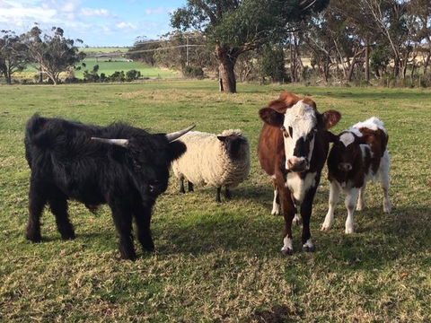 Bush Retreat Farm Stay - DBD 1
