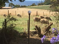 Cape View B and B
