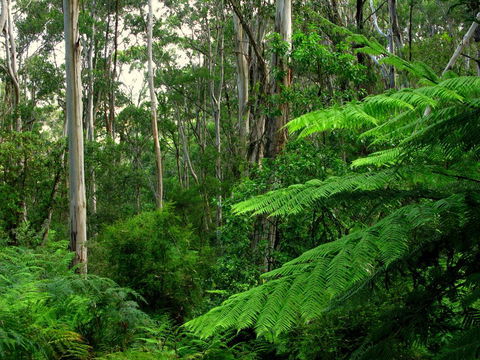 Glenaire Cottages - Click Find 1