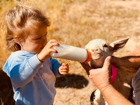Glenview Alpaca Farm - Click Find 1
