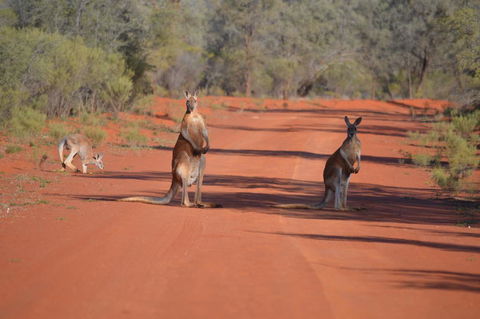 Gundabooka National Park Cottages - Bridge Guide 0