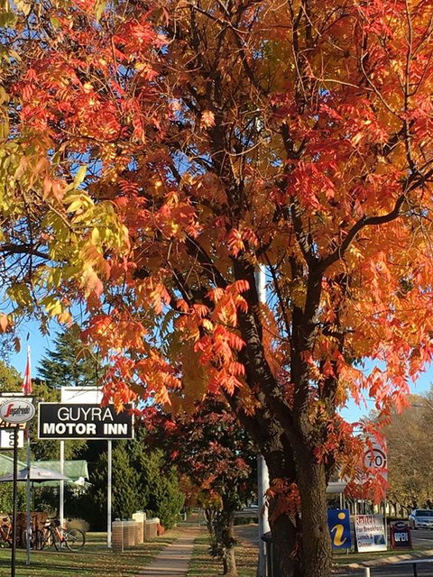 Guyra Motor Inn - Bet 4u 3