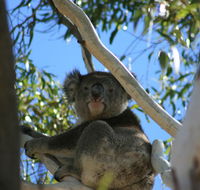 Levi Park Caravan Park - Click Find