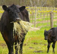 Naimanya Cottage - Bet 4u