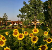 Quirindi Sunflower Motor Inn - Click Find