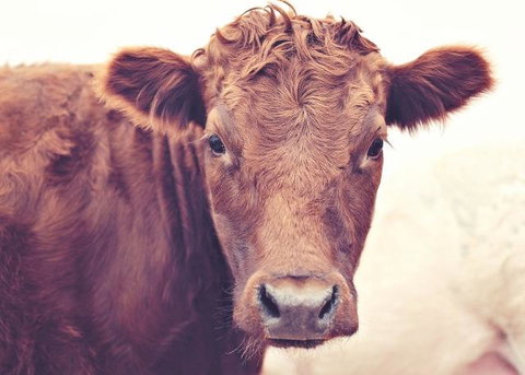 Redwing Farm Stay - Bet 4u 0