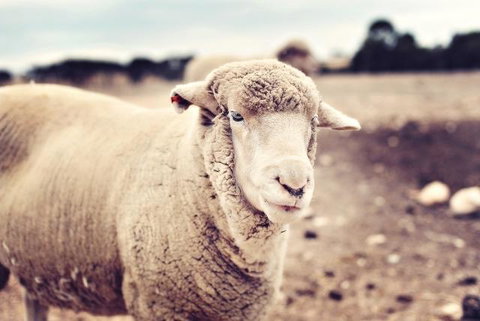 Redwing Farm Stay - Bet 4u 3