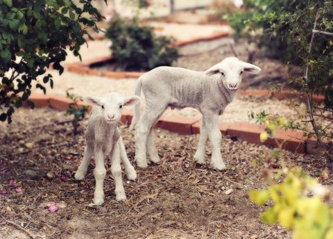 Redwing Farm Stay - Bet 4u 2