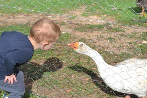 Redwing Farm Stay - Bet 4u 1