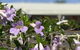 Riverland Motor Inn - thumb 3