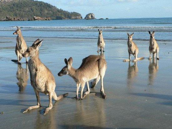 Mackay QLD Click Find