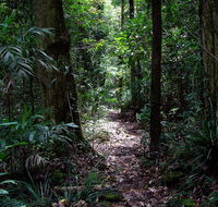Springbrook Lyrebird Retreat - Click Find