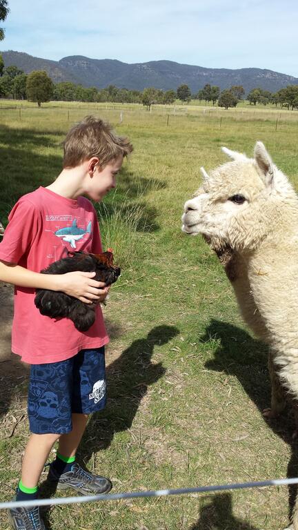 Starline Alpacas Farmstay Resort - Bet 4u 3