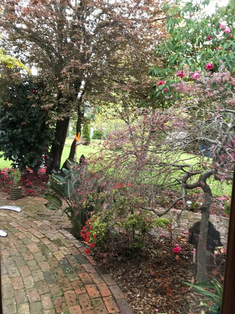Stony Rise Cottage B&B - DBD 1