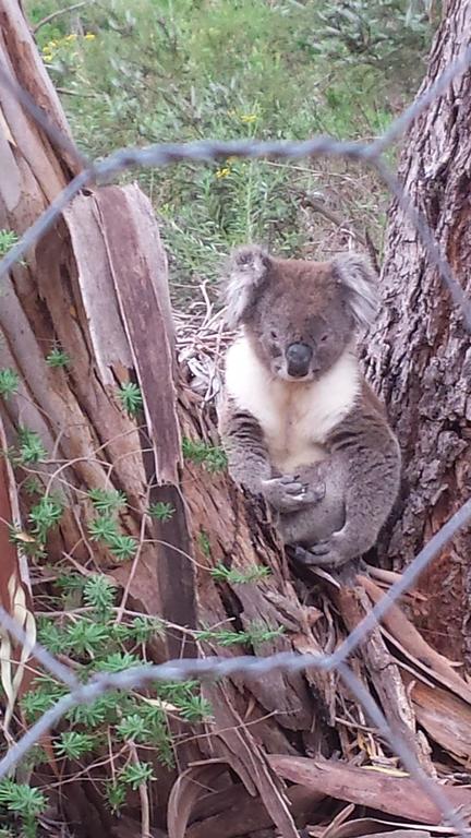 Stringybark Hills Retreat - Click Find 0