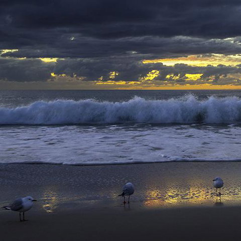 Surfers Horizons - Bet 4u 3