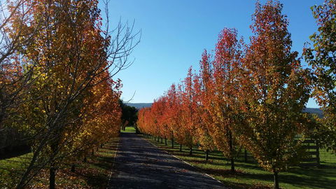 Tamar Valley Farm Stay - DBD 3