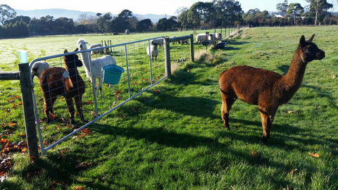 Tamar Valley Farm Stay - DBD 2