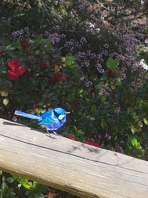 The Coombe On Wilson Inlet - Click Find 1