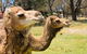 The Funny Farm - Animals / Churchhouse / Amazing Experience - thumb 1