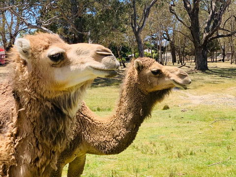 The Funny Farm - Animals / Churchhouse / Amazing Experience - Click Find 1