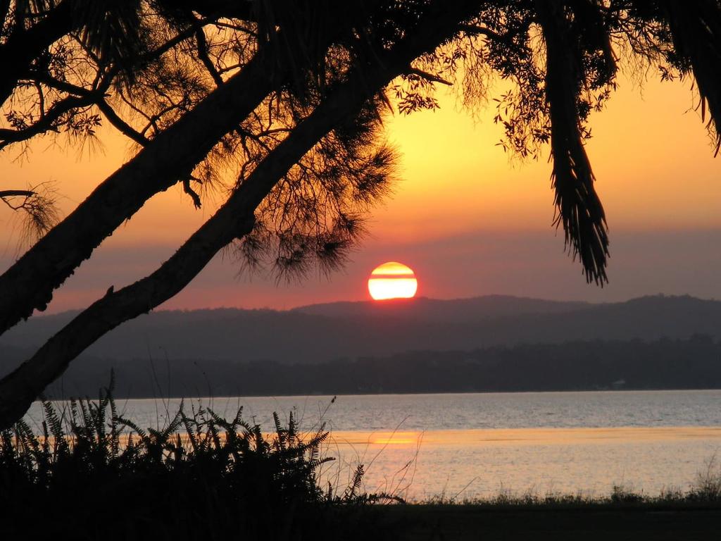 Central Coast NSW Lavinia
