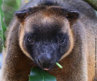 Business in Ravenshoe QLD Click Find Click Find