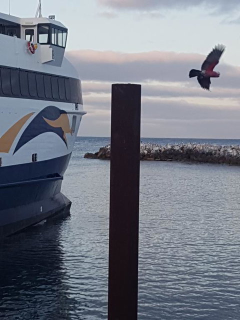 Trading Places Kangaroo Island - Bet 4u 2