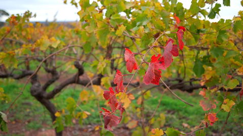 Triple Creek Guest House - Barossa Region - Click Find 3