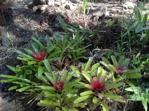 Twilight Grove Farm - Bridge Guide 1