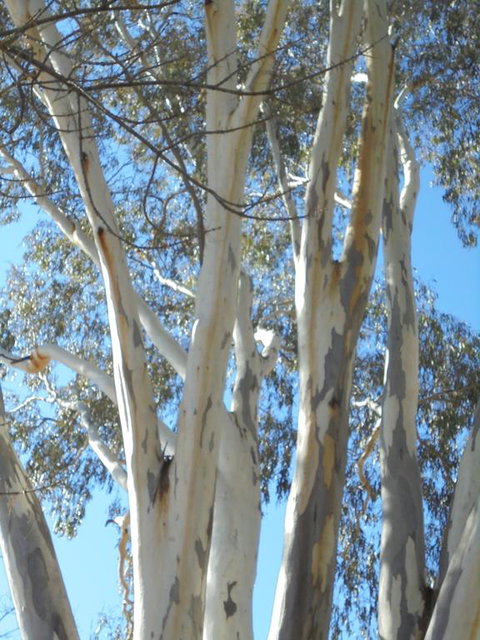 Wagga Wagga Tourist Park - Bet 4u 3