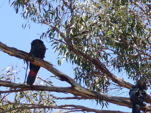 Wanderers Rest Of Kangaroo Island - Click Find 2