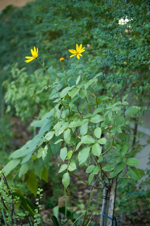 Waverley Bed & Breakfast - Lawyer Find 3