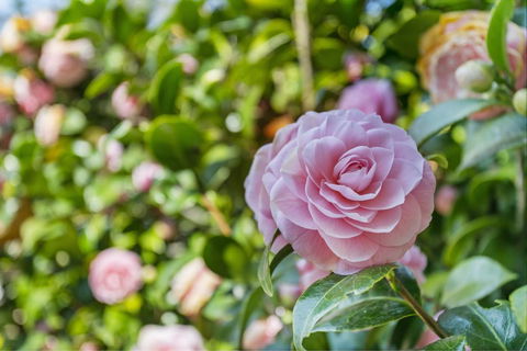 Wentworth Rose - Bridge Guide 0