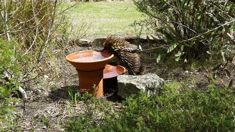 Wind Song Bed & Breakfast - Lavinia 3