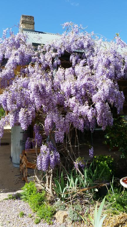 Woodvale At Cooma - Bet 4u 3